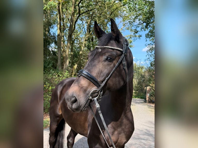 Hannoveraner Wallach 5 Jahre 170 cm Dunkelbrauner in Kevelaer