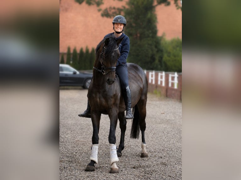 Hannoveraner Wallach 5 Jahre 170 cm Dunkelbrauner in Fürstenau