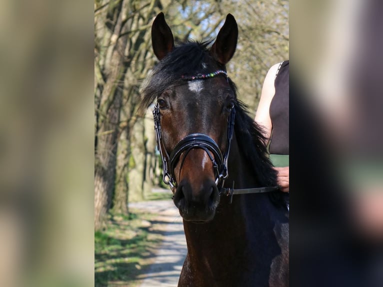 Hannoveraner Wallach 5 Jahre 170 cm Dunkelbrauner in Fürstenau