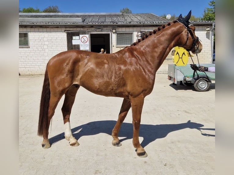 Hannoveraner Wallach 5 Jahre 170 cm Dunkelfuchs in Alheim