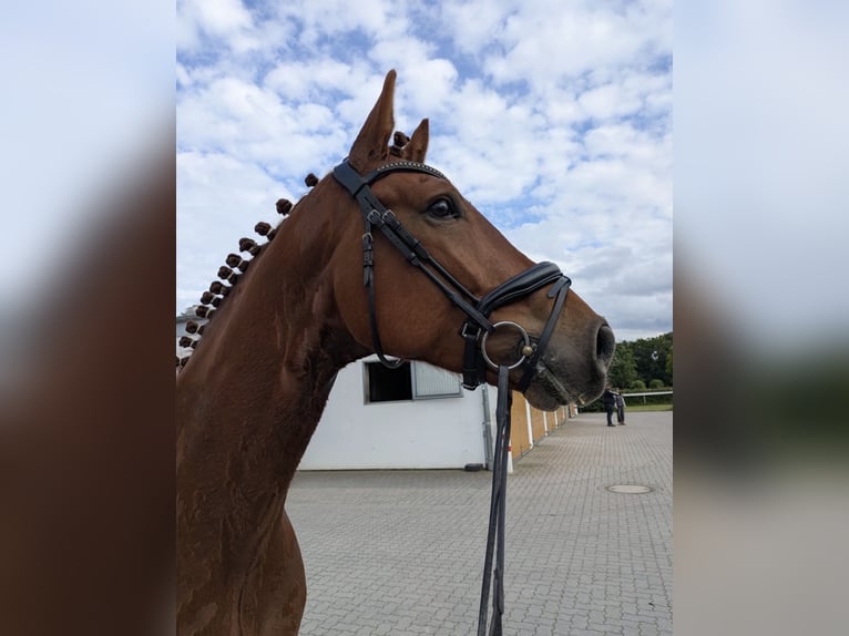 Hannoveraner Wallach 5 Jahre 170 cm Dunkelfuchs in Alheim