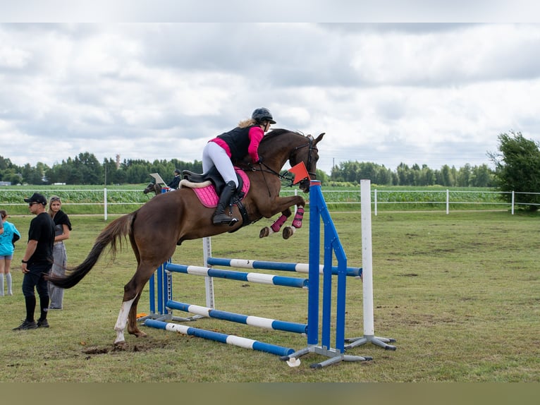 Hannoveraner Wallach 5 Jahre 170 cm Dunkelfuchs in Blankenfelde