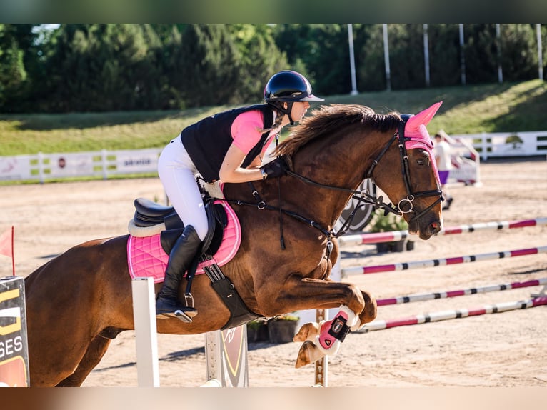 Hannoveraner Wallach 5 Jahre 170 cm Dunkelfuchs in Blankenfelde