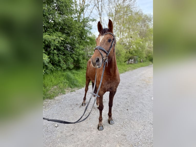 Hannoveraner Wallach 5 Jahre 170 cm Dunkelfuchs in Grevenbroich