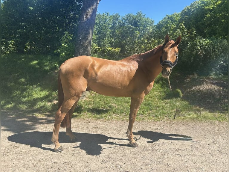 Hannoveraner Wallach 5 Jahre 170 cm Fuchs in Darmstadt