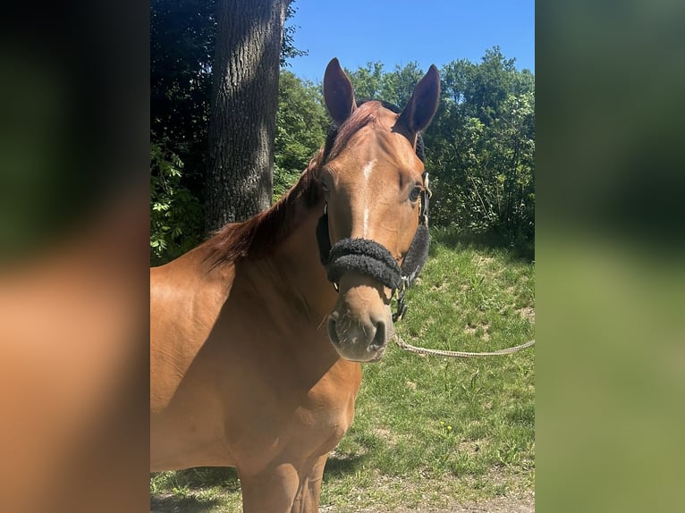 Hannoveraner Wallach 5 Jahre 170 cm Fuchs in Darmstadt