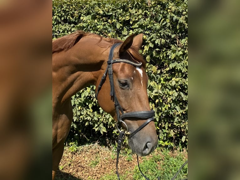 Hannoveraner Wallach 5 Jahre 170 cm Fuchs in Elze Esbeck