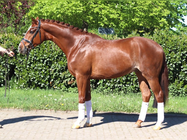 Hannoveraner Wallach 5 Jahre 170 cm Fuchs in Selsingen