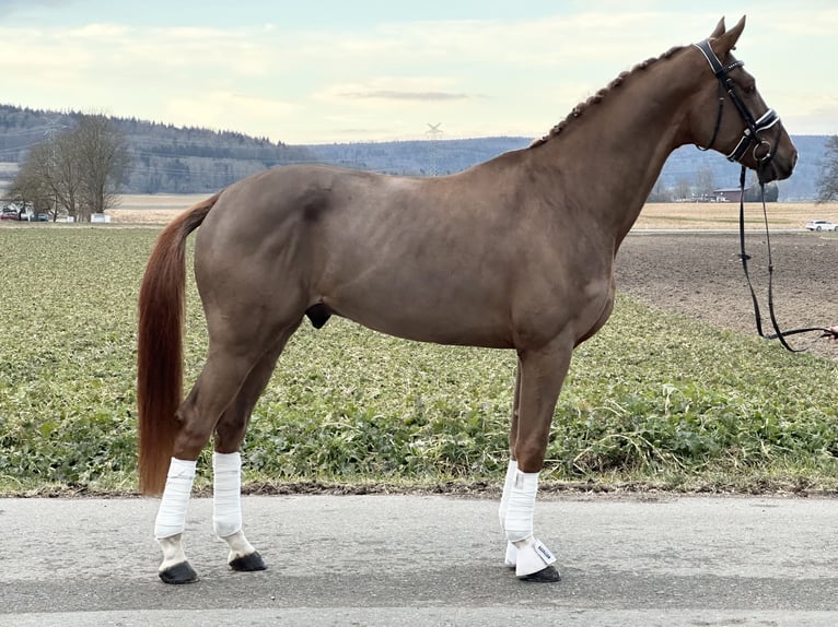 Hannoveraner Wallach 5 Jahre 170 cm Fuchs in Riedlingen