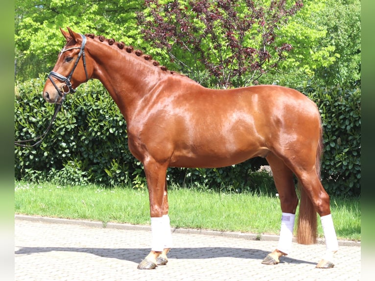 Hannoveraner Wallach 5 Jahre 170 cm Fuchs in Selsingen