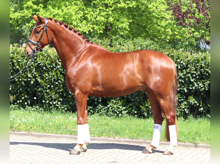 Hannoveraner Wallach 5 Jahre 170 cm Fuchs in Selsingen
