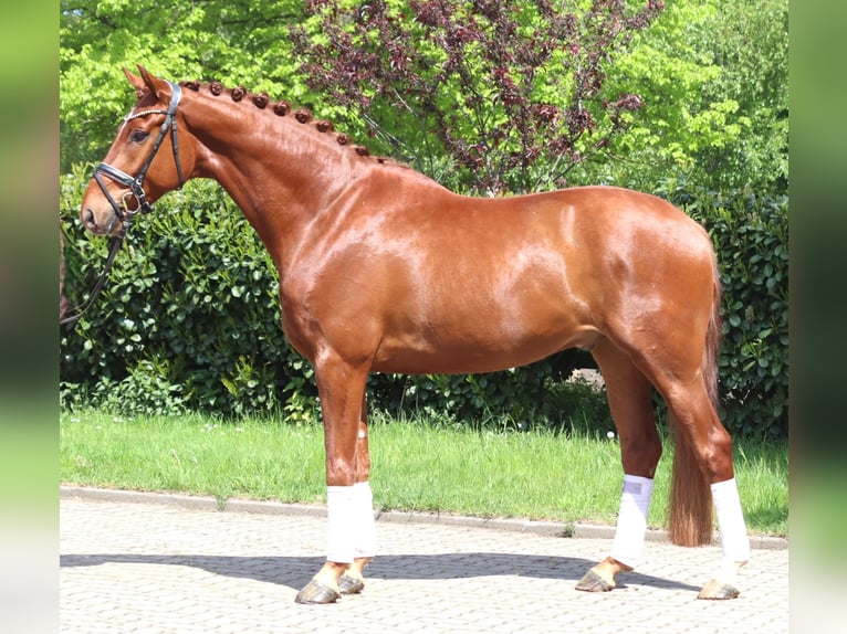 Hannoveraner Wallach 5 Jahre 170 cm Fuchs in Selsingen