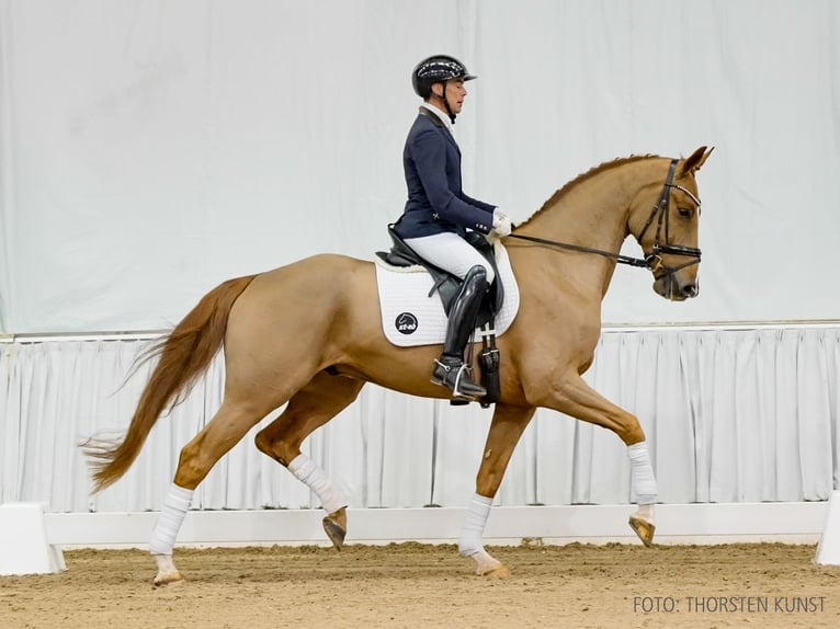 Hannoveraner Wallach 5 Jahre 170 cm Fuchs in Verden