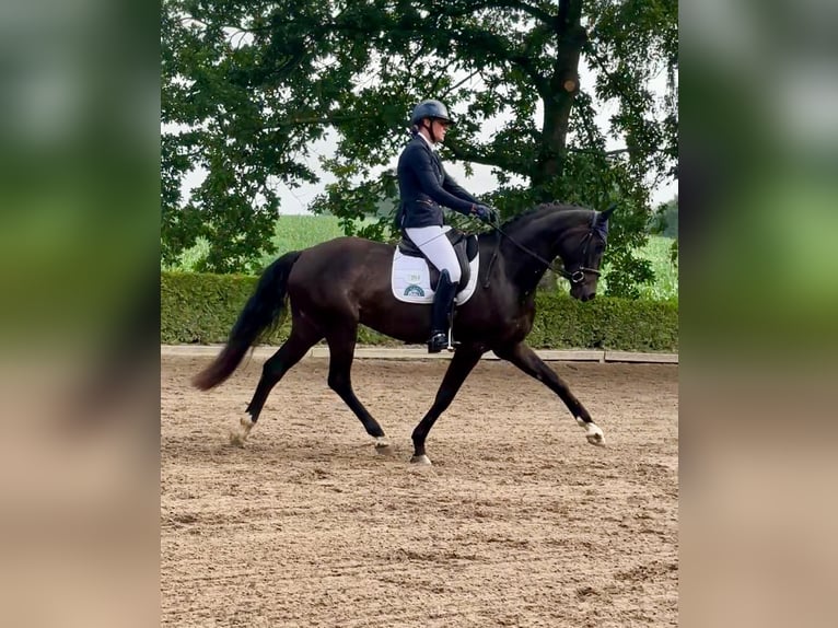 Hannoveraner Wallach 5 Jahre 170 cm Rappe in Fleckeby