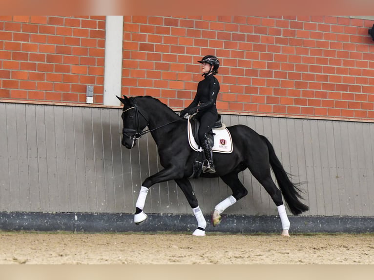 Hannoveraner Wallach 5 Jahre 170 cm Rappe in Brodersdorf