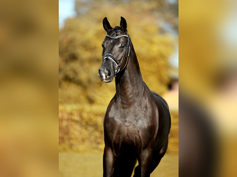 Hannoveraner Wallach 5 Jahre 170 cm Rappe in Greven