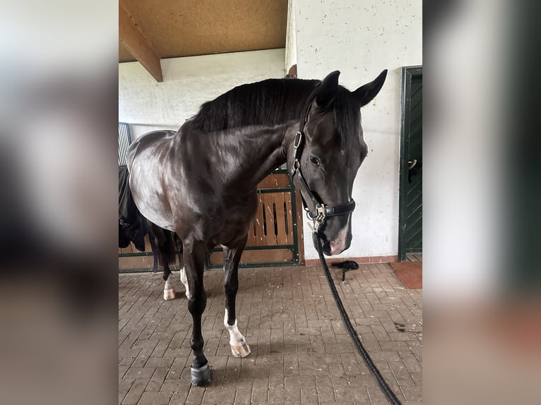 Hannoveraner Wallach 5 Jahre 170 cm Rappe in Burgwedel