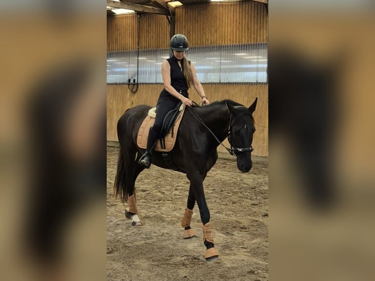 Hannoveraner Wallach 5 Jahre 170 cm Rappe in Bröthen