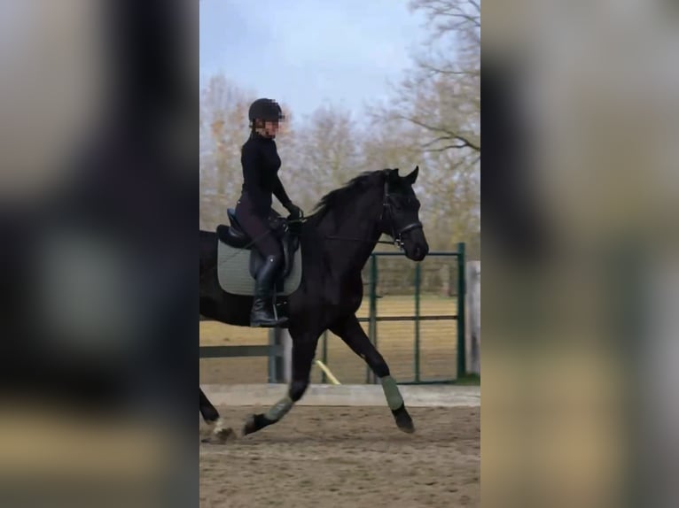 Hannoveraner Wallach 5 Jahre 170 cm Rappe in Bröthen