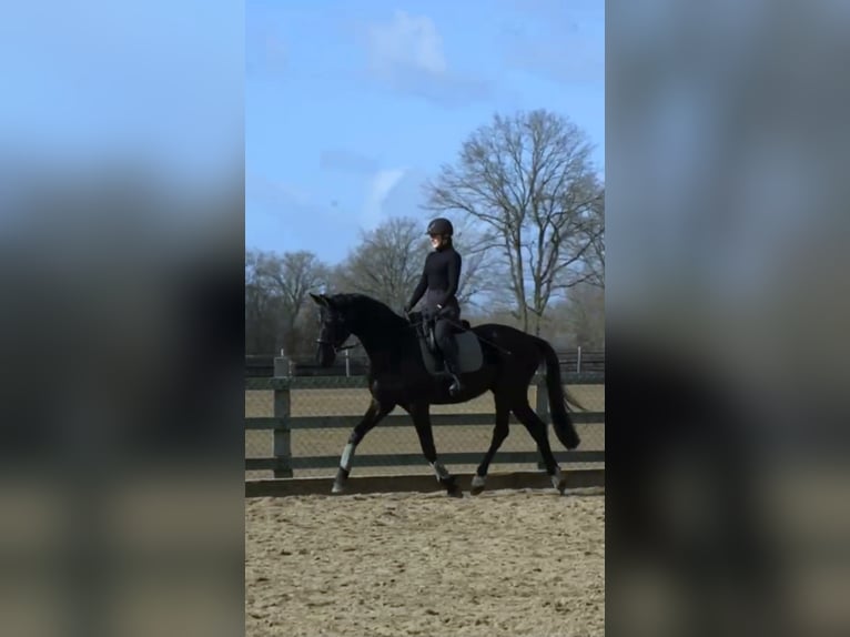 Hannoveraner Wallach 5 Jahre 170 cm Rappe in Bröthen