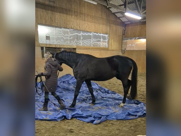 Hannoveraner Wallach 5 Jahre 170 cm Rappe in Bröthen