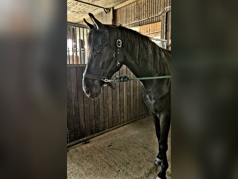 Hannoveraner Wallach 5 Jahre 170 cm Rappe in Bröthen