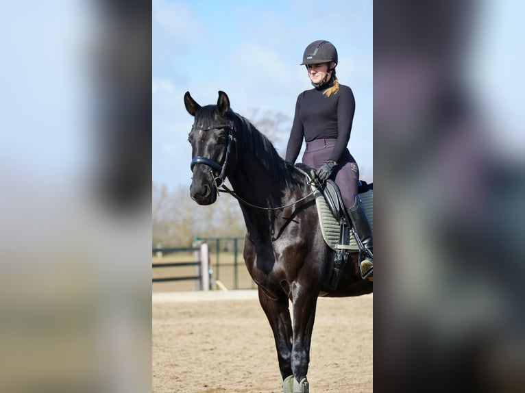 Hannoveraner Wallach 5 Jahre 170 cm Rappe in Bröthen