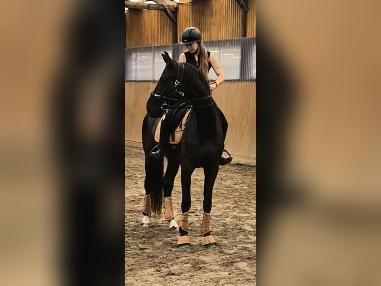 Hannoveraner Wallach 5 Jahre 170 cm Rappe in Bröthen