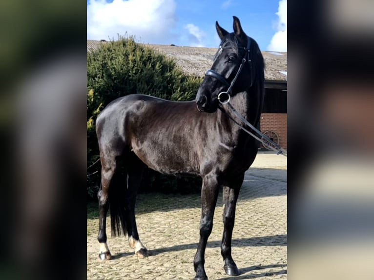Hannoveraner Wallach 5 Jahre 170 cm Rappe in Bröthen