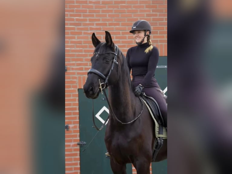 Hannoveraner Wallach 5 Jahre 170 cm Rappe in Bröthen