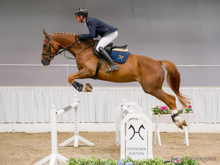 Hannoveraner Wallach 5 Jahre 170 cm Rappe in Verden