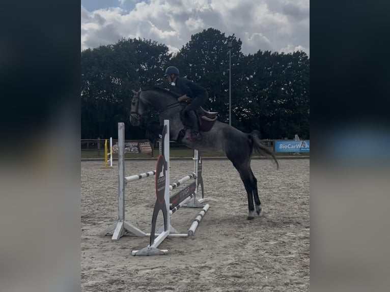 Hannoveraner Wallach 5 Jahre 170 cm Schimmel in Salzhausen