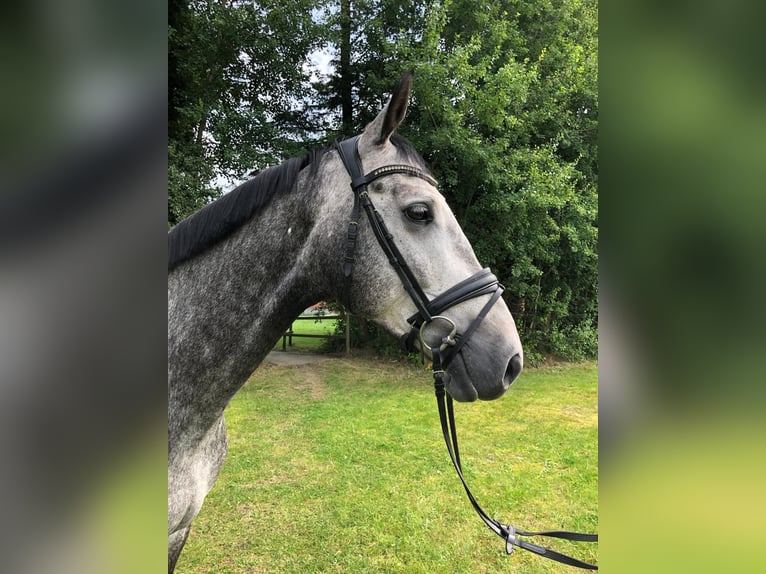 Hannoveraner Wallach 5 Jahre 170 cm Schimmel in Salzhausen