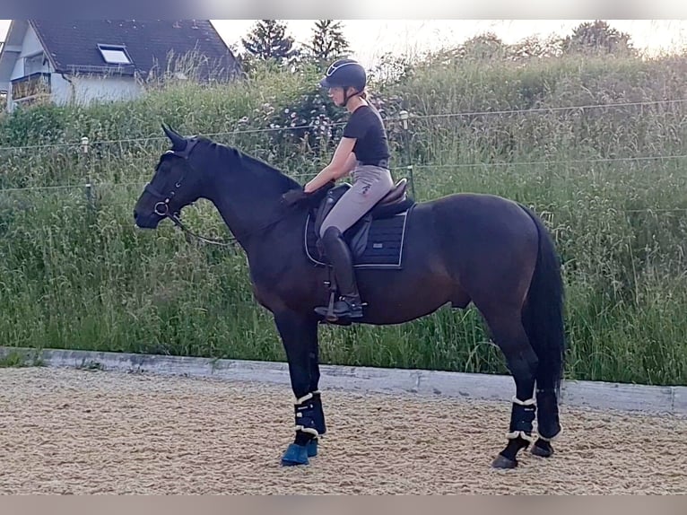 Hannoveraner Wallach 5 Jahre 170 cm Schwarzbrauner in St. P&#xF6;lten