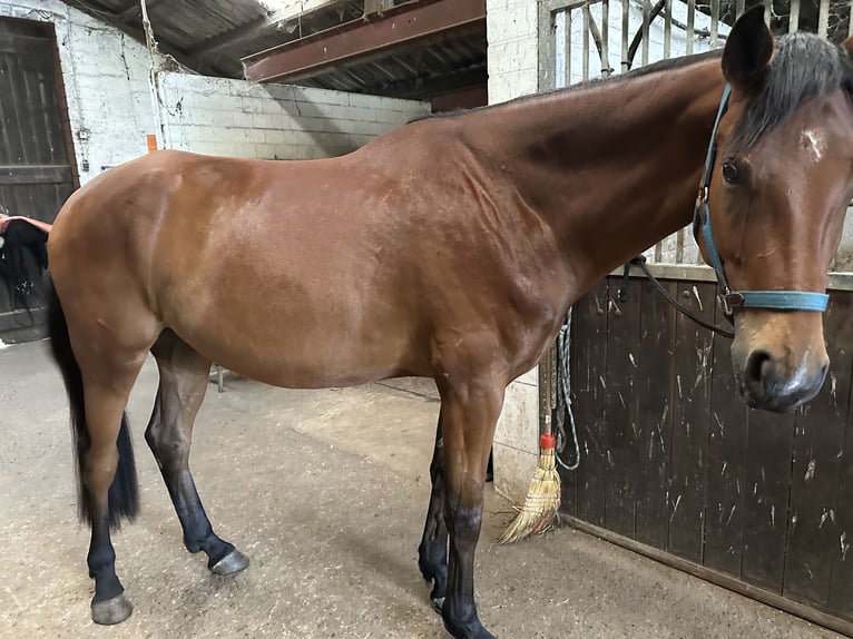 Hannoveraner Wallach 5 Jahre 171 cm Brauner in Sauensiek