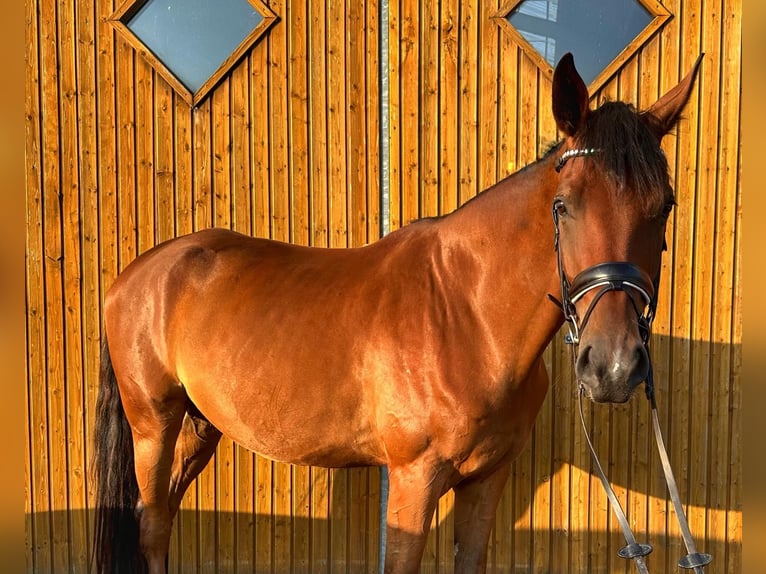 Hannoveraner Wallach 5 Jahre 171 cm Brauner in Sauensiek