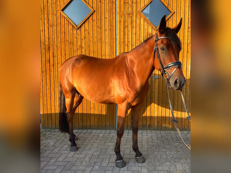 Hannoveraner Wallach 5 Jahre 171 cm Brauner in Sauensiek