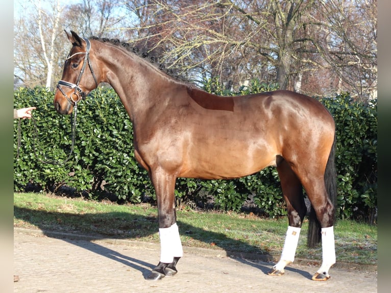 Hannoveraner Wallach 5 Jahre 171 cm Brauner in Selsingen