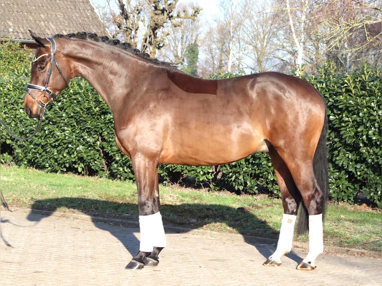 Hannoveraner Wallach 5 Jahre 171 cm Brauner in Selsingen