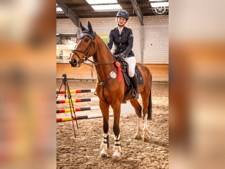 Hannoveraner Wallach 5 Jahre 171 cm Brauner in Hohenhameln