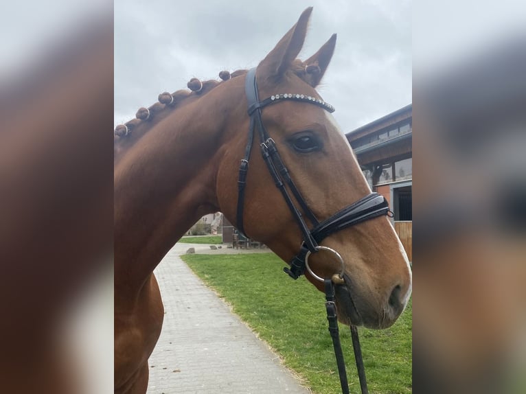 Hannoveraner Wallach 5 Jahre 171 cm Fuchs in Seligenstadt