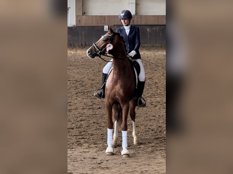 Hannoveraner Wallach 5 Jahre 171 cm Fuchs in Tiddische