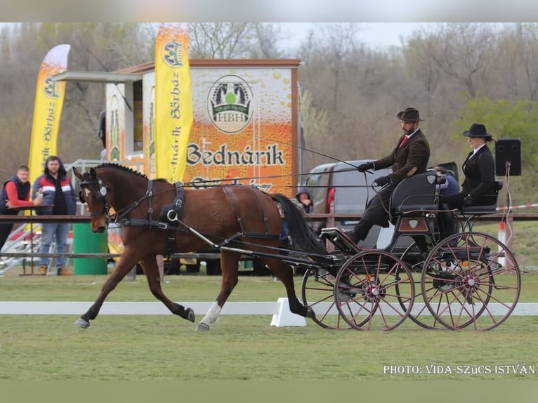 Hannoveraner Wallach 5 Jahre 171 cm Hellbrauner in Szatymaz