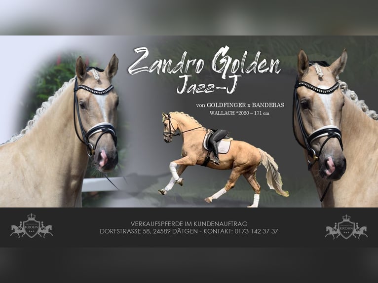 Hannoveraner Wallach 5 Jahre 171 cm Palomino in D&#xE4;tgen