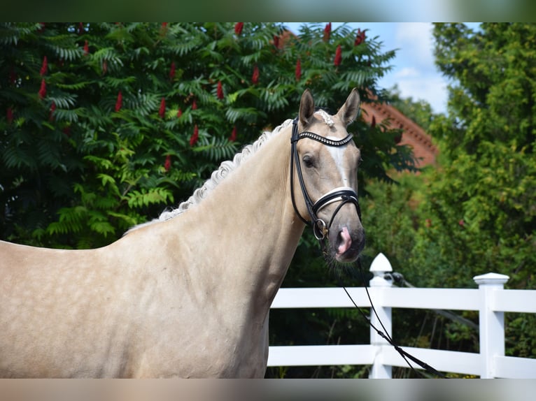 Hannoveraner Wallach 5 Jahre 171 cm Palomino in D&#xE4;tgen