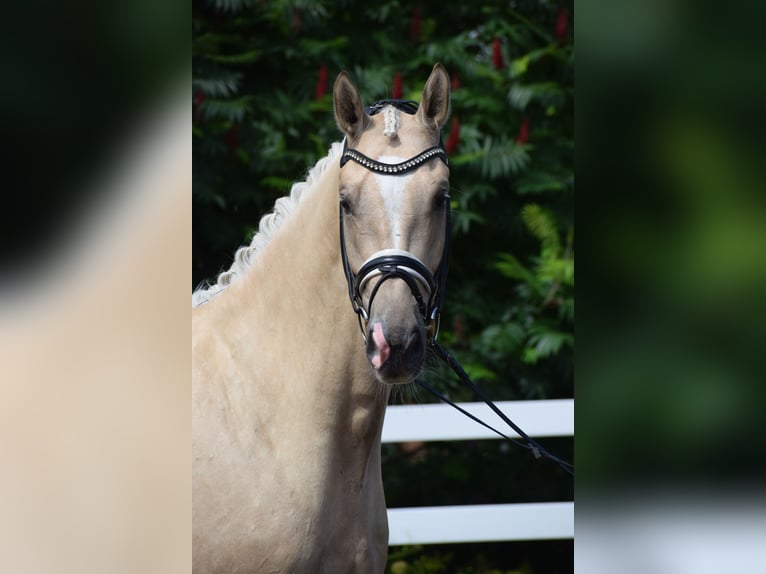 Hannoveraner Wallach 5 Jahre 171 cm Palomino in D&#xE4;tgen
