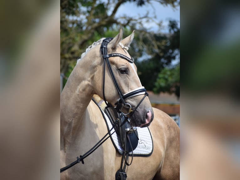 Hannoveraner Wallach 5 Jahre 171 cm Palomino in D&#xE4;tgen