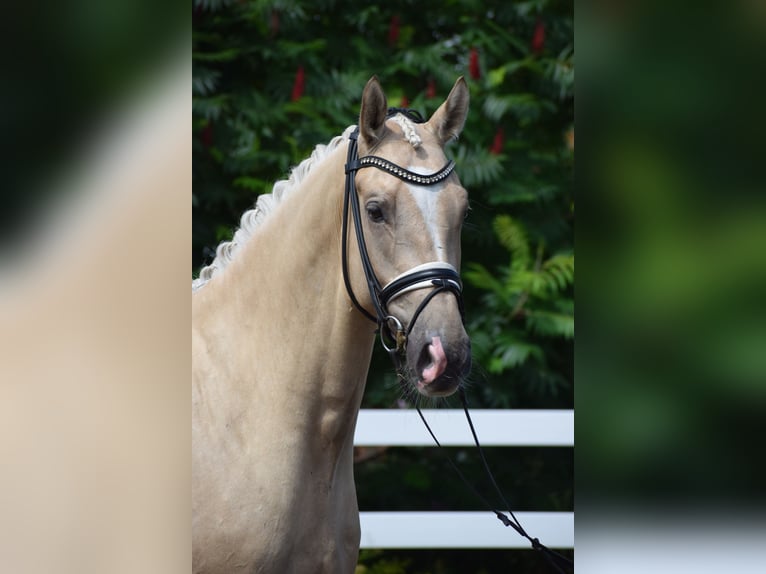 Hannoveraner Wallach 5 Jahre 171 cm Palomino in D&#xE4;tgen