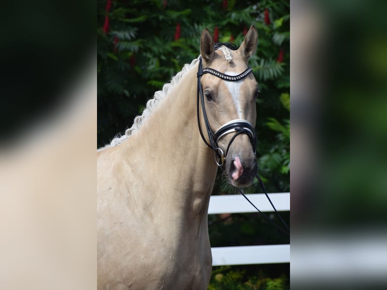 Hannoveraner Wallach 5 Jahre 171 cm Palomino in D&#xE4;tgen