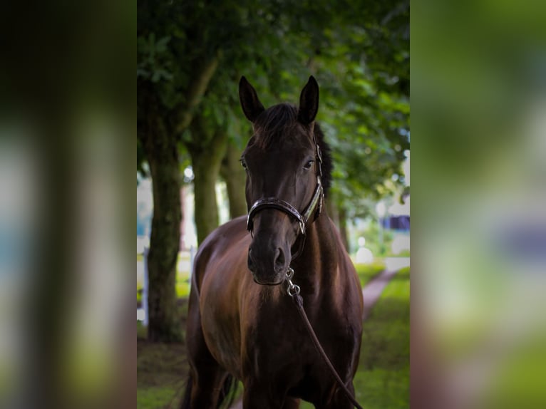 Hannoveraner Wallach 5 Jahre 171 cm Rappe in Westerstede